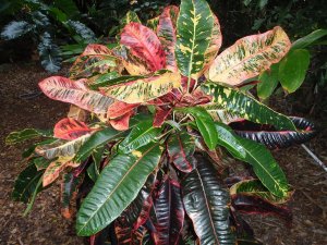 croton soc.@Glocks 12.10 017.jpg