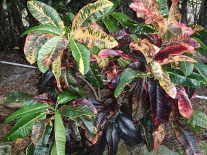 croton soc.@Glocks 12.10 018.jpg