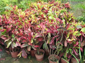 Codiaeum_Taiwan (Before planting in ground).jpg