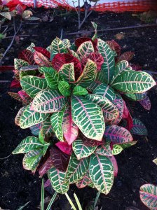 Unknown 5 (Petra).jpg