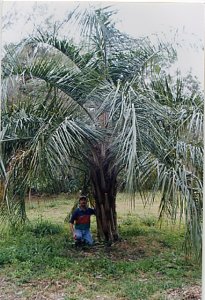 FieldGrownpalm.jpg