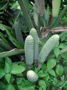 Monstera deliciosa fruit (2).jpg