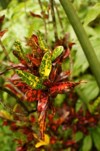 в1-1 Chili pepper.JPG