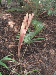 Actinokentia divaricata.jpg