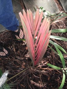 Actinokentia divaricata 2.jpg