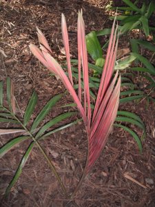 Actinokentia divaricata 4.jpg