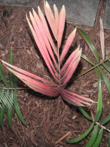 Actinokentia divaricata (2).jpg