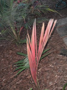 Actinokentia divaricata3.jpg