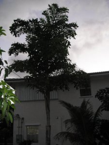 Caryota maxima 2.jpg