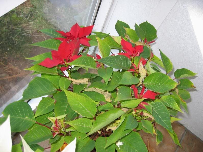 RedPoinsettiasDec2007.jpg
