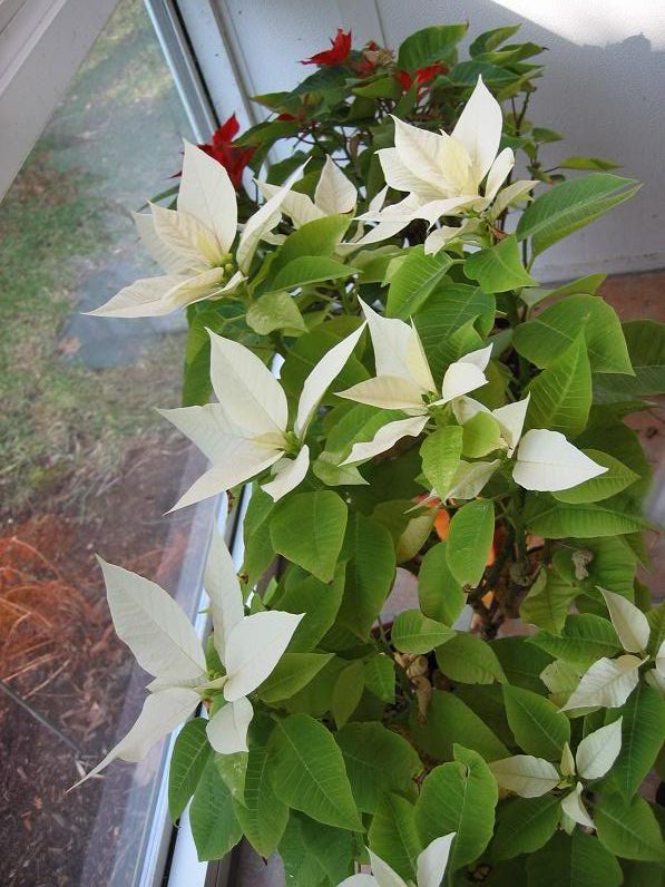 WhitePoinsettiasDec2007.jpg